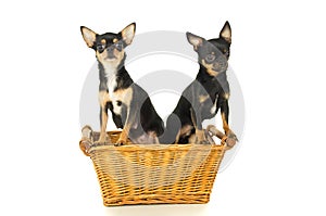 Two chihuahua dog sitting in a basket