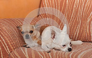 Two Chihuahua dogs are lying on sofa, 2,5 years old cinnamon female  and 5 years old white female