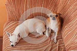 Two Chihuahua dogs are lying on sofa, 2,5 years old cinnamon female  and 5 years old white female