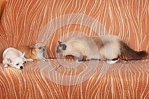 Two Chihuahua dogs and a seal point Birman cat are lying on sofa