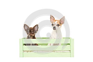 Two chihuahua dogs sitting in a green crate