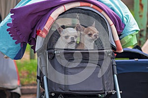 two chihuahua dogs in a stroller with a net under fleece blankets