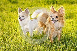 Two Chihuahua dogs on sunny summer day