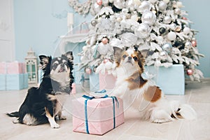 Two chihuahua funny dogs sitting near christmas tree with toys with paw on pink box with xmas gift