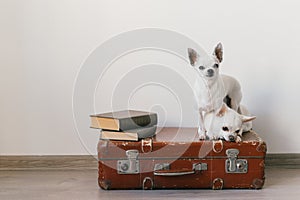 Two chihuahua puppies lying on suitcase. Mammal pets at home. Lovely dogs with funny faces. Domestic animals  on white