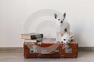 Two chihuahua puppies lying on suitcase. Mammal pets at home. Lovely dogs with funny faces. Domestic animals  on white