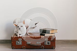 Two chihuahua puppies lying on suitcase. Mammal pets at home. Lovely dogs with funny faces. Domestic animals  on white