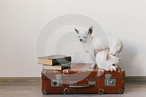 Two chihuahua puppies lying on suitcase. Mammal pets at home. Lovely dogs with funny faces. Domestic animals  on white