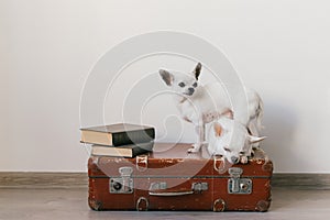 Two chihuahua puppies lying on suitcase. Mammal pets at home. Lovely dogs with funny faces. Domestic animals  on white