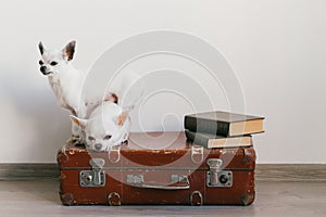 Two chihuahua puppies lying on suitcase. Mammal pets at home. Lovely dogs with funny faces. Domestic animals  on white