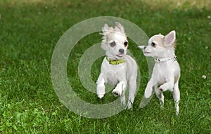 Two chihuahua puppies running synchronously