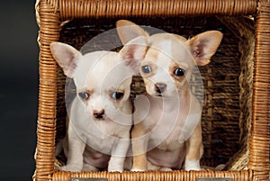 Two Chihuahua puppys play to cart