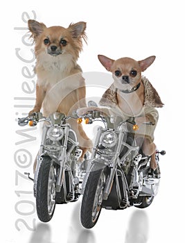 two chihuahua's riding motorcycles