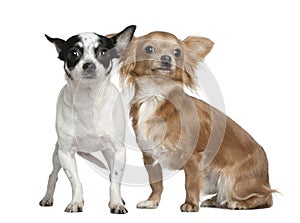 Two Chihuahuas, 4 years old and 18 months old photo