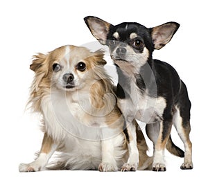 Two Chihuahuas, 6 and 2 years old