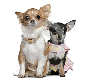 Two Chihuahuas, 6 months and 1 year old, sitting