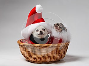 Two chihuahuas dressed for holidays