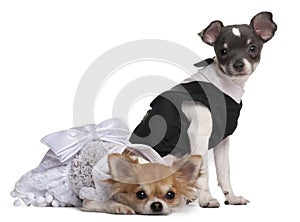 Two Chihuahuas dressed-up