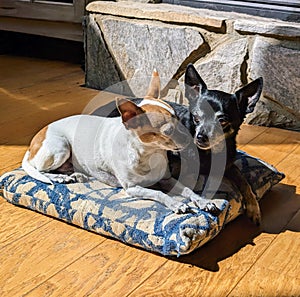 Two Chihuahuas inn the sun on a pillow