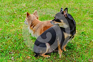 Two chihuahuas on the lawn