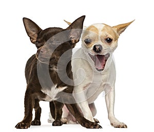 Two Chihuahuas, one is yawning and the other has is eyes closed