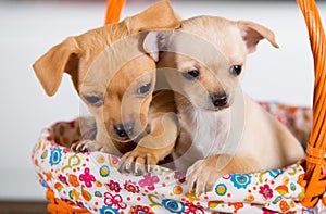 Two chihuahuas puppies in a basket