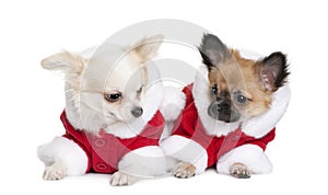 Two Chihuahuas in Santa coats, 7 months old photo