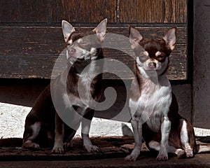 Two Chihuahuas seated on a stone staircase