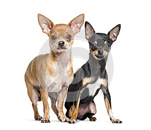 Two Chihuahuas sitting against white background