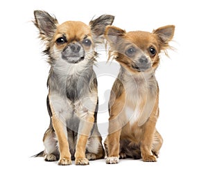 Two Chihuahuas sitting and looking at camera photo