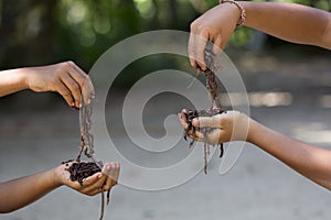 Two child hands holding earthworms