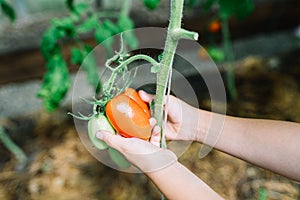 Two child& x27;s hands holding unripe red tomato on plant in greenhouse. Organic natural food ingredient concept.