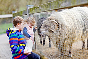 Two children cute toddler girl and school kid boy feeding little goats and sheeps on a kids farm. Happy healthy siblings