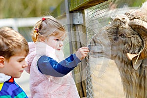 Two children cute toddler girl and school kid boy feeding little goats and sheeps on a kids farm. Happy healthy siblings