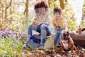 Two Children Walking Pet Dog Through Bluebell Woods In Springtime Taking A Break Sitting On Log