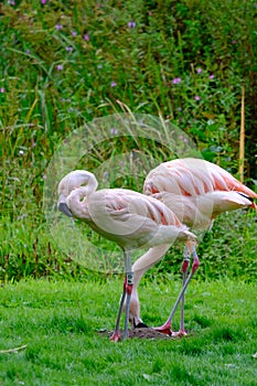 Two Chilean Flamingos on the green shores of Fish Pond in the Harewood House Trust area in West Yorkshire