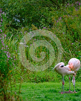 Two Chilean Flamingos on the green shores of Fish Pond in the Harewood House Trust area in West Yorkshire