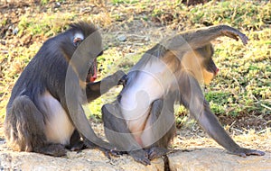 Two chimpanzees photo