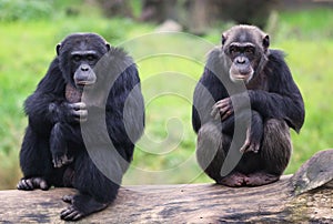 Two chimpanzees photo