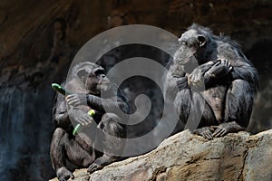 Two chimpanzees on a large rock in the zoo.