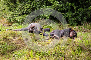 Two chimpanzees lie in the meadow