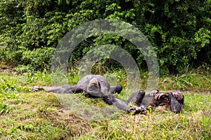 Two chimpanzees lie in the meadow