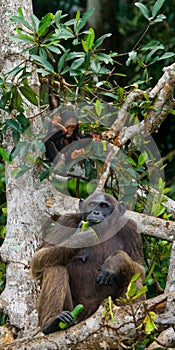 Two Chimpanzees on mangrove branches. Republic of the Congo. Conkouati-Douli Reserve.