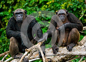 Two Chimpanzees on mangrove branches. Republic of the Congo. Conkouati-Douli Reserve. photo