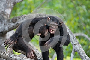 Two chimpanzees play with each other. Republic of the Congo. Conkouati-Douli Reserve.