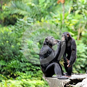 Two Chimpanzees photo