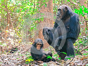 Two Chimpanzees sitting in forest at Gombe National Park