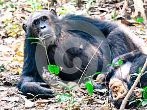 Two Chimpanzees sitting in forest at Gombe National Park