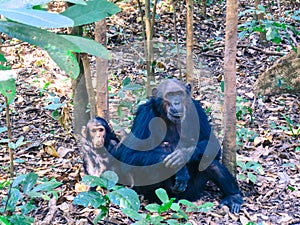 Two Chimpanzees sitting in forest at Gombe National Park