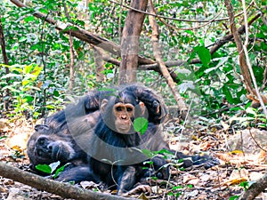 Two Chimpanzees sitting in forest at Gombe National Park